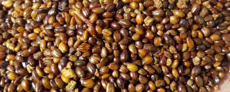 种子的含义，是指种子植物的繁殖材料