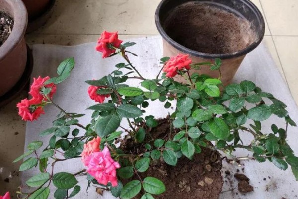 月季花的种植方法，入土之前需进行合理的修剪