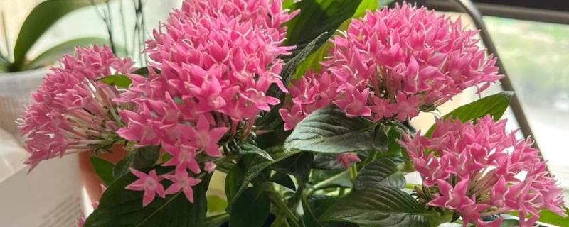 怎么养繁星花，要给予其充足的光照