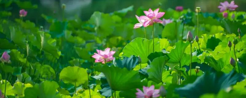 莲花的开放时间，花期为6-9月份