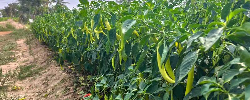 辣椒的种植方法，播种前先浸种