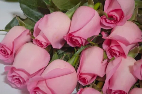 粉玫瑰的花语，寓意初恋、感动等