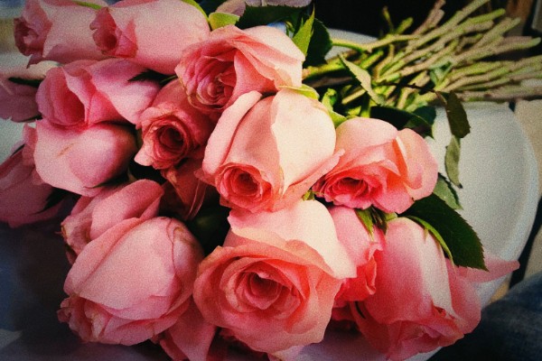 粉玫瑰的花语，寓意初恋、感动等