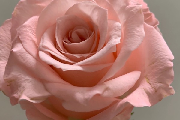 粉玫瑰的花语，寓意初恋、感动等