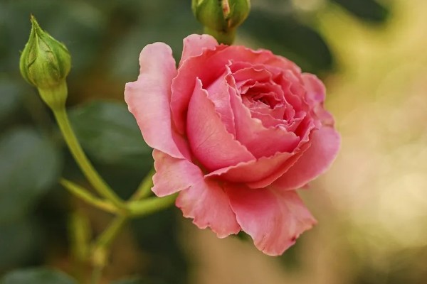 粉玫瑰的花语，寓意初恋、感动等