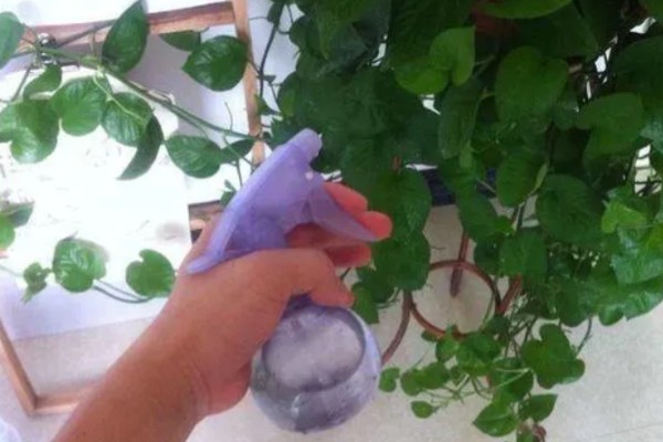 让绿萝快速爆盆长藤的方法，每个月追施一次氮磷钾复合肥