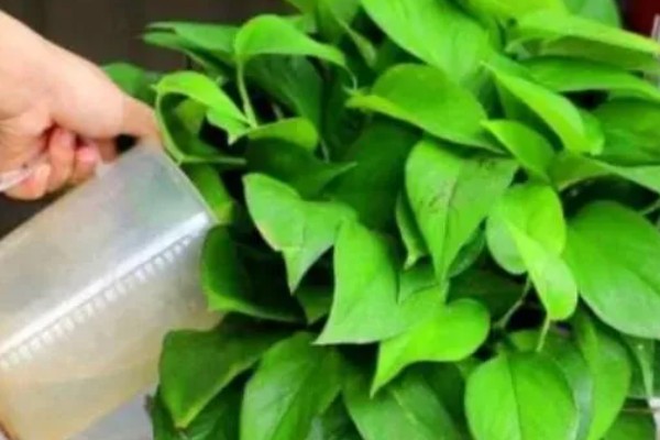 让绿萝快速爆盆长藤的方法，每个月追施一次氮磷钾复合肥