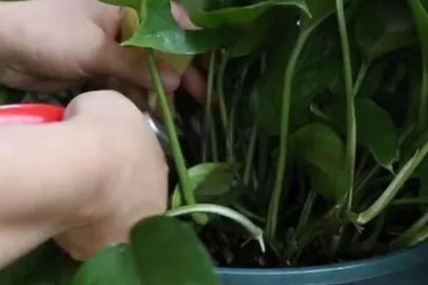 让绿萝快速爆盆长藤的方法，每个月追施一次氮磷钾复合肥