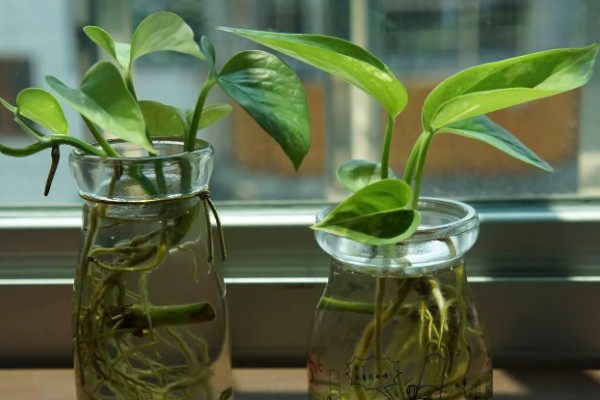 让绿萝快速爆盆长藤的方法，每个月追施一次氮磷钾复合肥