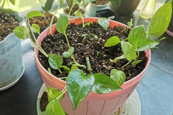 让绿萝快速爆盆长藤的方法，每个月追施一次氮磷钾复合肥