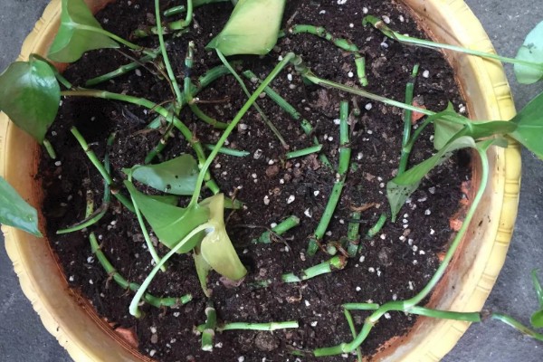 让绿萝快速爆盆长藤的方法，每个月追施一次氮磷钾复合肥