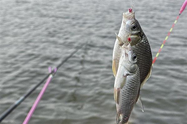 伊势尼7号钩搭配几号子线,通常要搭配2.5号的子线