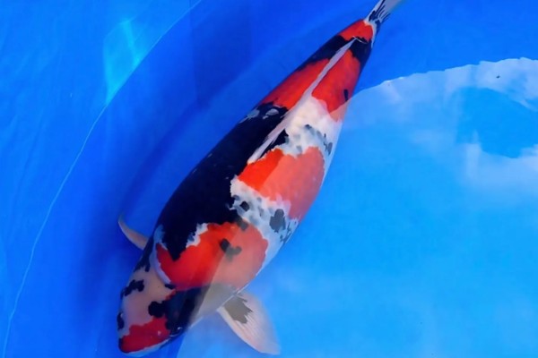 红白三色锦鲤的特点，白底之上有红色斑块