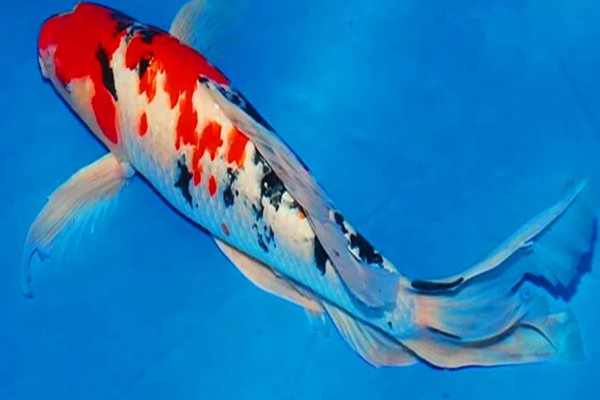 红白三色锦鲤的特点，白底之上有红色斑块
