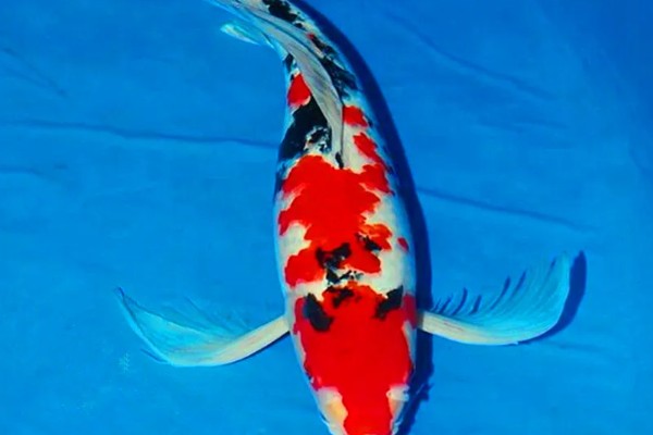 红白三色锦鲤的特点，白底之上有红色斑块