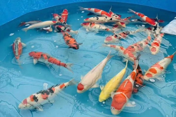 红白三色锦鲤的特点，白底之上有红色斑块