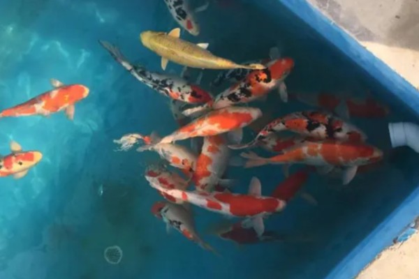 红白三色锦鲤的特点，白底之上有红色斑块