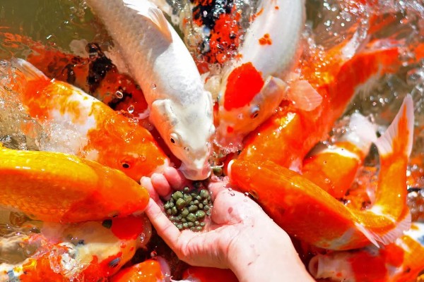 红白三色锦鲤的特点，白底之上有红色斑块