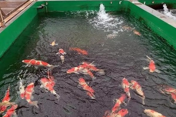 红白三色锦鲤的特点，白底之上有红色斑块