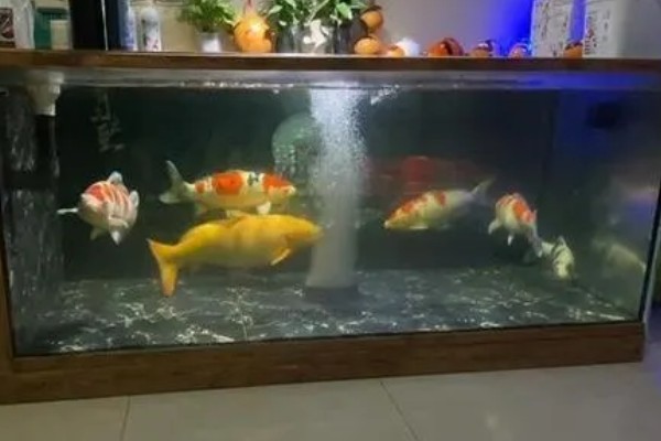 红白三色锦鲤的特点，白底之上有红色斑块