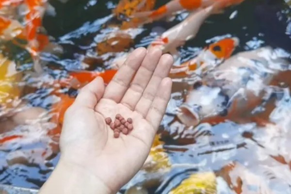 红白三色锦鲤的特点，白底之上有红色斑块