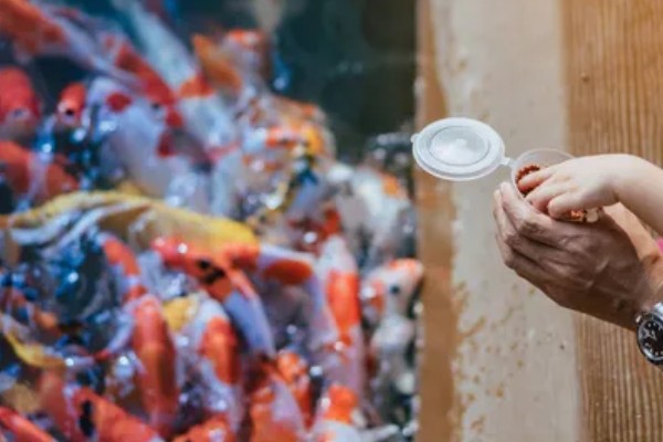 红白三色锦鲤的特点，白底之上有红色斑块