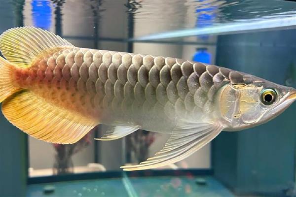 龙鱼拒食的原因，可能是水质变化过大所致