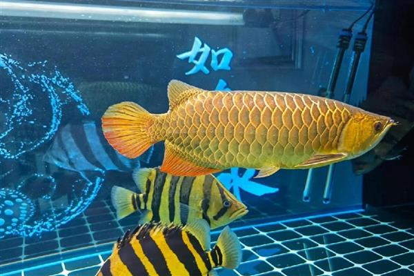 龙鱼拒食的原因，可能是水质变化过大所致