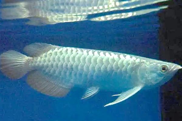 龙鱼拒食的原因，可能是水质变化过大所致