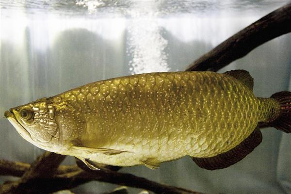 龙鱼拒食的原因，可能是水质变化过大所致