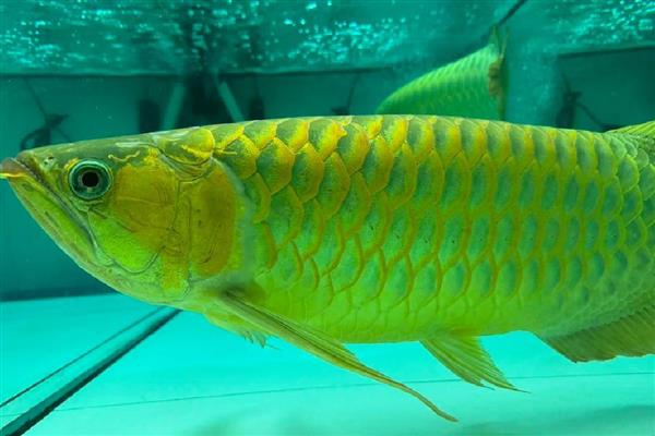 龙鱼拒食的原因，可能是水质变化过大所致