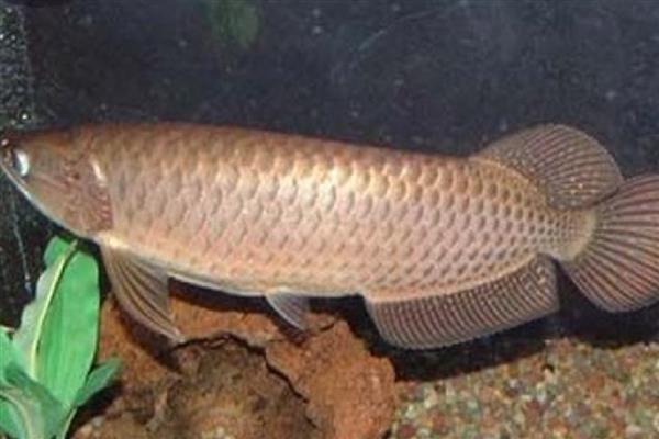 龙鱼拒食的原因，可能是水质变化过大所致