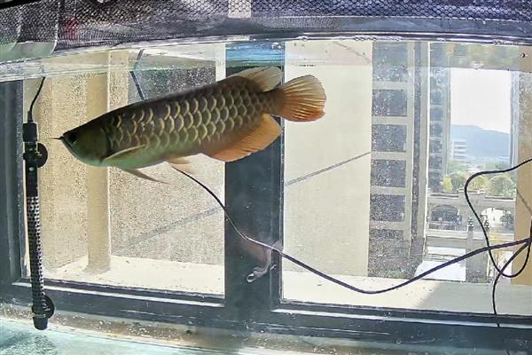 龙鱼拒食的原因，可能是水质变化过大所致
