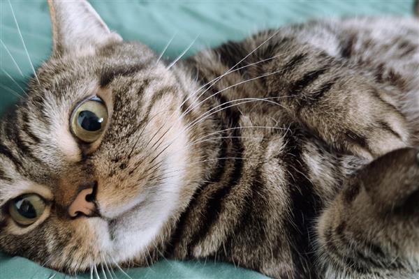 猫咪早产小猫能不能活,要看其发育的程度