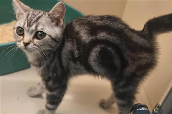 猫咪早产小猫能不能活,要看其发育的程度