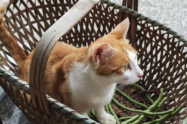 猫咪早产小猫能不能活,要看其发育的程度