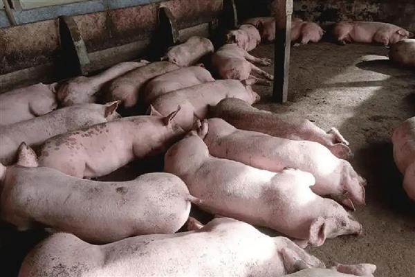 猪一般有多重，通常有150-500kg左右