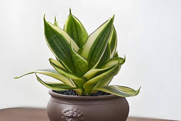 不怕干旱的花卉有哪些,常见虎皮兰、千日红等品种