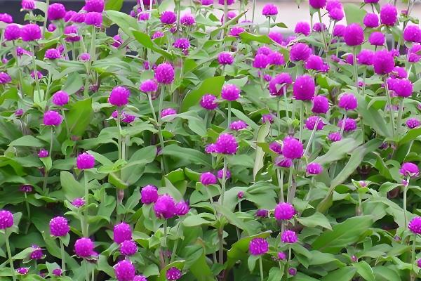 不怕干旱的花卉有哪些,常见虎皮兰、千日红等品种