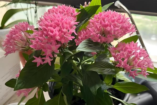 不怕干旱的花卉有哪些,常见虎皮兰、千日红等品种