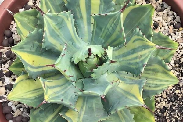 不怕干旱的花卉有哪些,常见虎皮兰、千日红等品种