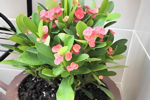 不怕干旱的花卉有哪些,常见虎皮兰、千日红等品种