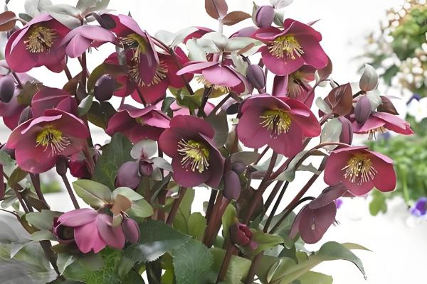 不怕干旱的花卉有哪些,常见虎皮兰、千日红等品种