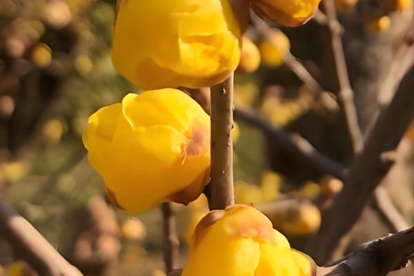 不怕干旱的花卉有哪些,常见虎皮兰、千日红等品种