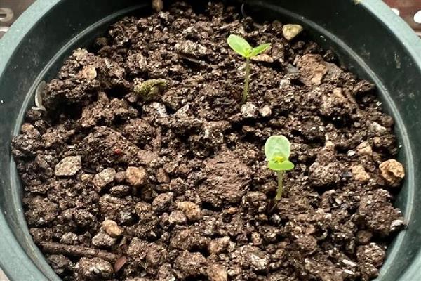 含羞草种子多久浇水一次，通常每隔2天左右浇一次