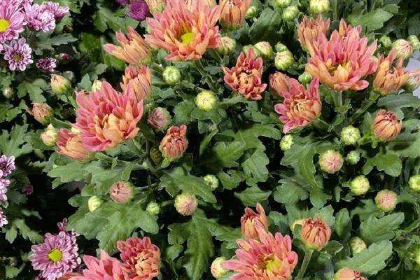 怎么养殖荷兰菊,生长季节定期追施薄肥