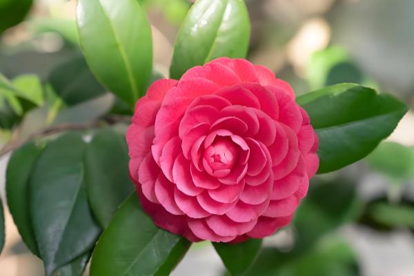 不怕干旱的花卉有哪些,常见虎皮兰、千日红等品种