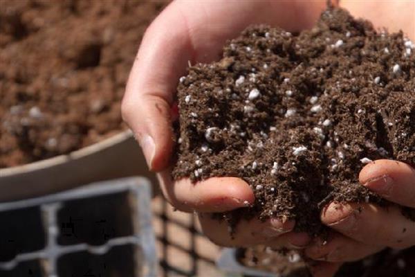 怎么养殖荷兰菊,生长季节定期追施薄肥