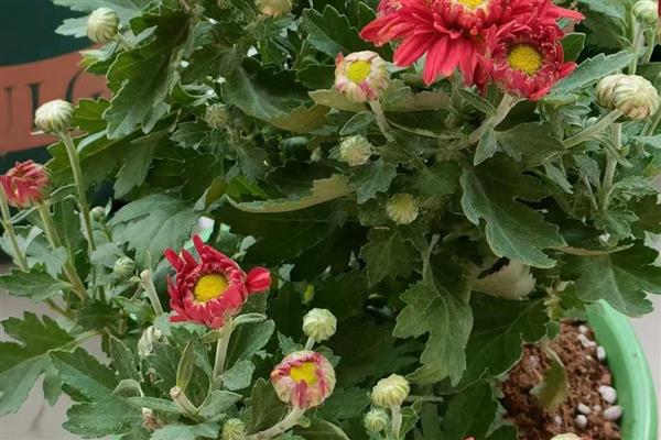 怎么养殖荷兰菊,生长季节定期追施薄肥