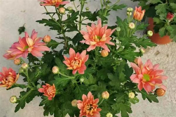 怎么养殖荷兰菊,生长季节定期追施薄肥